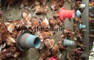 Farmer Cries for Help as Bird Flu Ravages Farm Killing Over 5k Birds