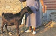 E/R: Goat Held Hostage for Pushing Down Woman's Soup on Fire