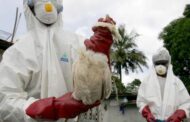 Ivory Coast Confirms Avian Flu Cases in the South