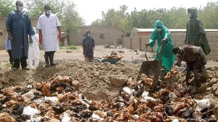 107,704 Bird Flu Affected In Ghana