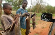 ‘Closed Hunting Season’ Critical For Sustainability of Bushmeat Supply - Prof. Wiafe Calls for Strict Compliance
