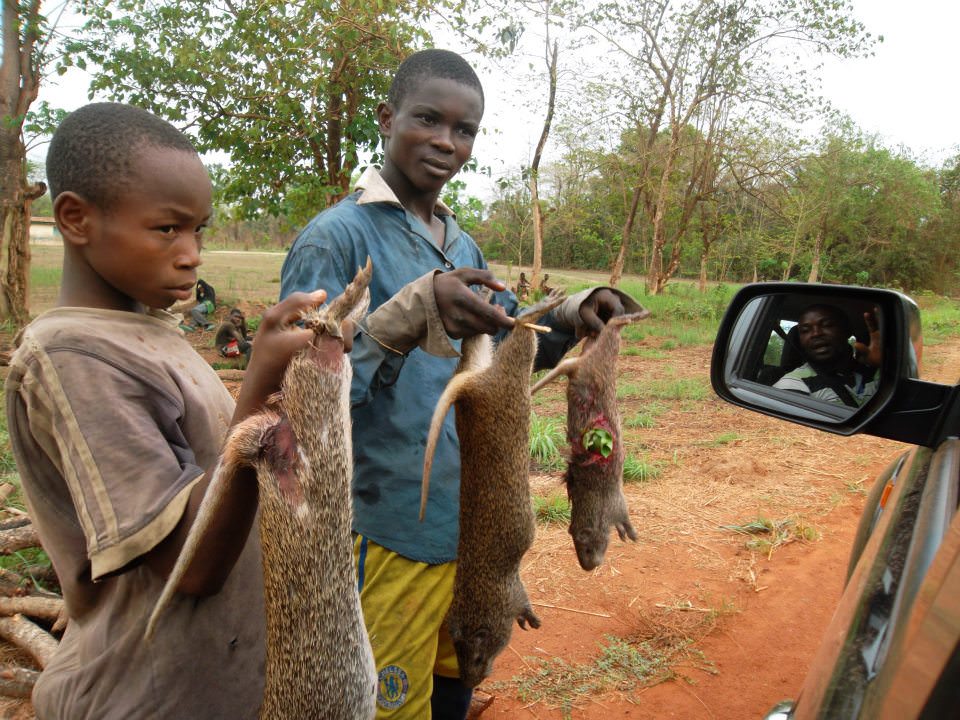 ‘Closed Hunting Season’ Critical For Sustainability of Bushmeat Supply - Prof. Wiafe Calls for Strict Compliance