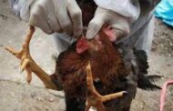 12 Regions on Red Alert for Suspected Bird Flu Outbreak
