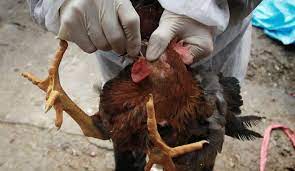 12 Regions on Red Alert for Suspected Bird Flu Outbreak