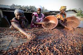 Cocoa Farmers Demand 25% Increment in Farm Gate Price for 2021/2022 Season