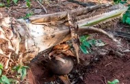Palm Wine Tapper Sentenced to 60 Days Imprisonment for Possession Firearms