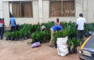 30k Cash Crop Seedlings Distributed to 313 Farmers in Upper Manya Krobo