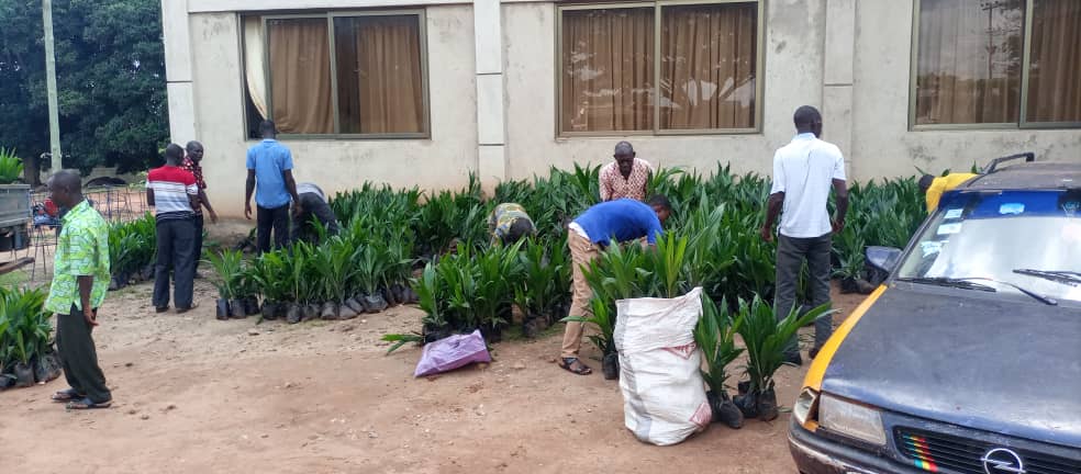 30k Cash Crop Seedlings Distributed to 313 Farmers in Upper Manya Krobo