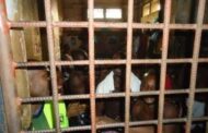 Akwatia: Mason, 29, Jailed 7yrs for Defiling His Stepdaughter
