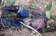 WN/R: Missing Hunter Found Dead In Forest