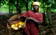 New Cocoa Season Starts Today, 64-Kilogram Bag of Cocoa Maintained At GH¢660