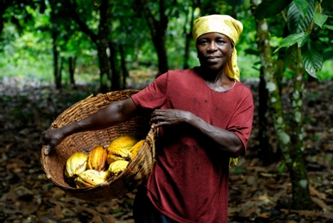 New Cocoa Season Starts Today, 64-Kilogram Bag of Cocoa Maintained At GH¢660