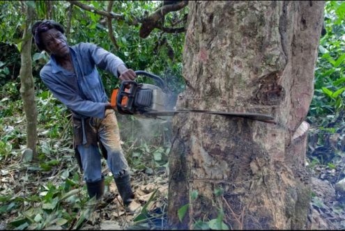 COP26: World Leaders Promise to End Deforestation By 2030