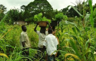 Ghanaians Celebrate Farmers Today