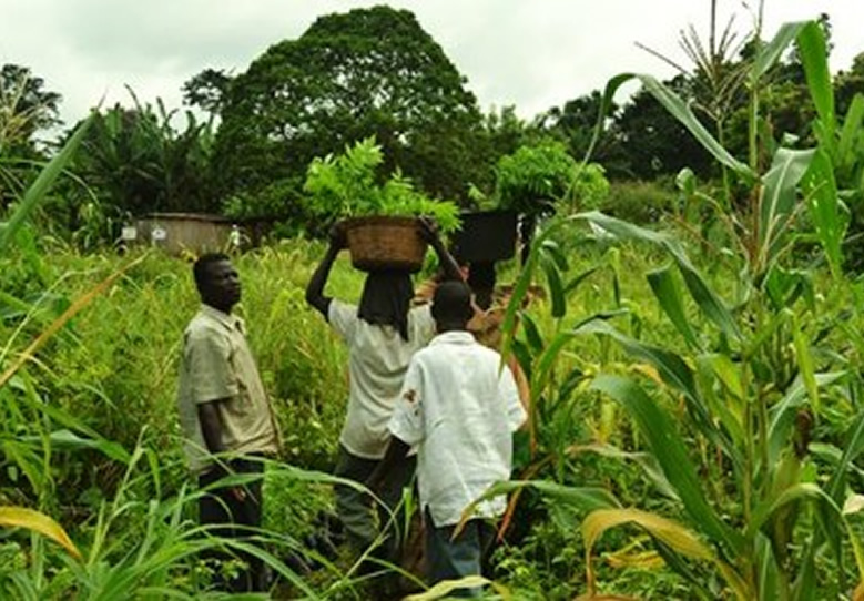 Ghanaians Celebrate Farmers Today