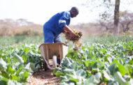 Agriculture Sector Expected to Grow at 5.3% In 2021