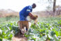 Ghanaians Celebrate Farmers Today