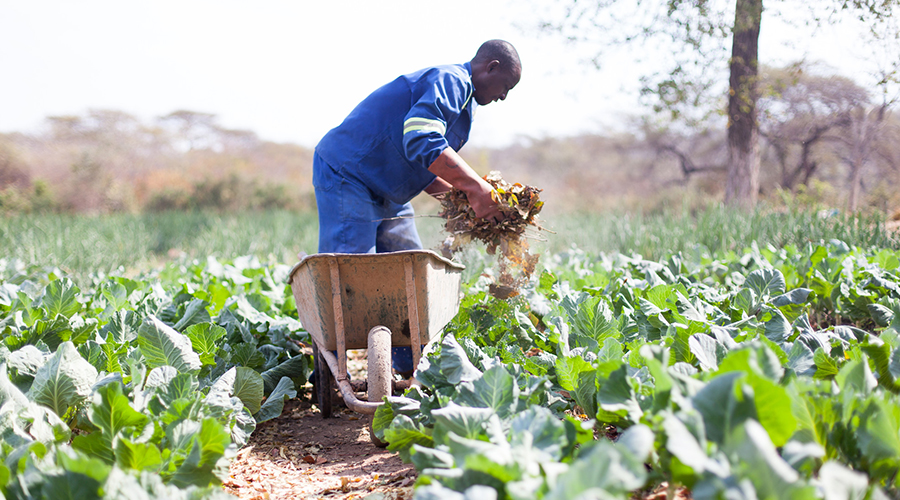 Agriculture Sector Expected to Grow at 5.3% In 2021