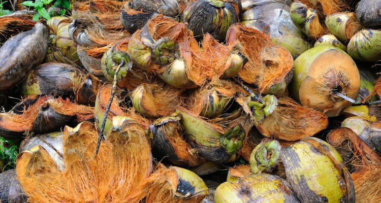 Revealed: Benefits of Coconut Husk That You Never Knew