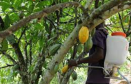 W/R: Cocoa Sprayers Use Chemicals For Their Own Benefit – Farmers Alleges