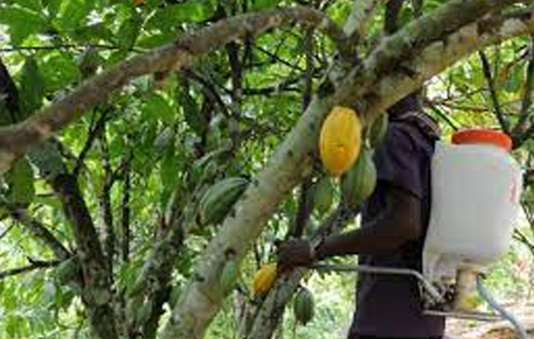 W/R: Cocoa Sprayers Use Chemicals For Their Own Benefit – Farmers Alleges