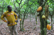 A/R: Chief Applauds Government For Increasing Cocoa Price