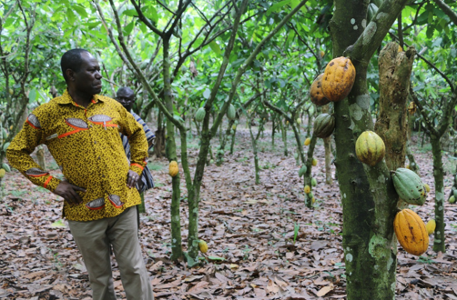 Akufo-Addo Has Collapsed The Cocoa Sector – Mahama