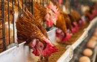 A/R: Poultry Farmers Worried Over High Cost Of Production