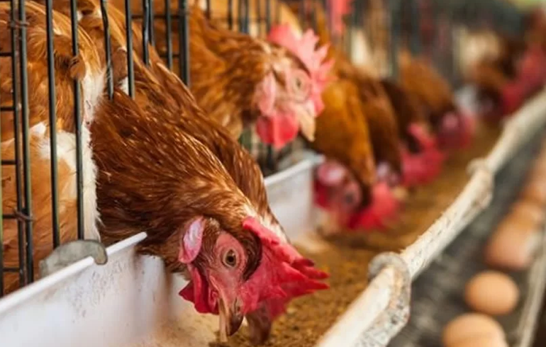 A/R: Poultry Farmers Worried Over High Cost Of Production