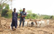 E/R: Abuakwa North MUSEC Wages War against Invasion of Cattle from Afram Plains