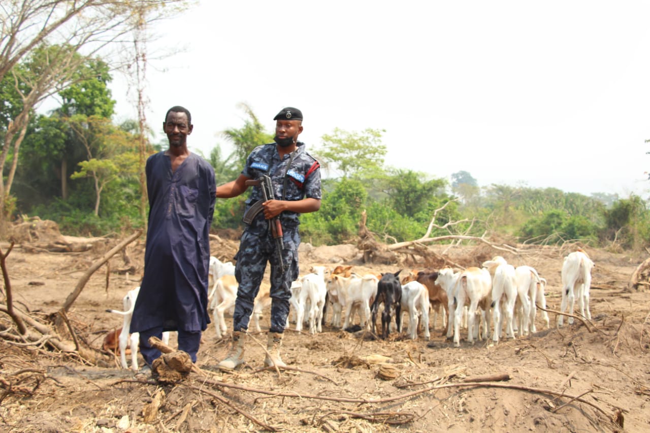 E/R: Abuakwa North MUSEC Wages War against Invasion of Cattle from Afram Plains