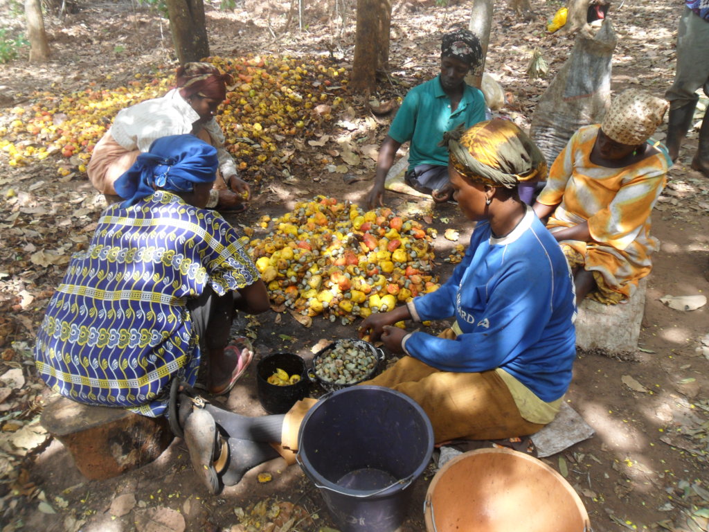 Bono East: Cashew Farmers Appeal for Warehouse, Good Roads