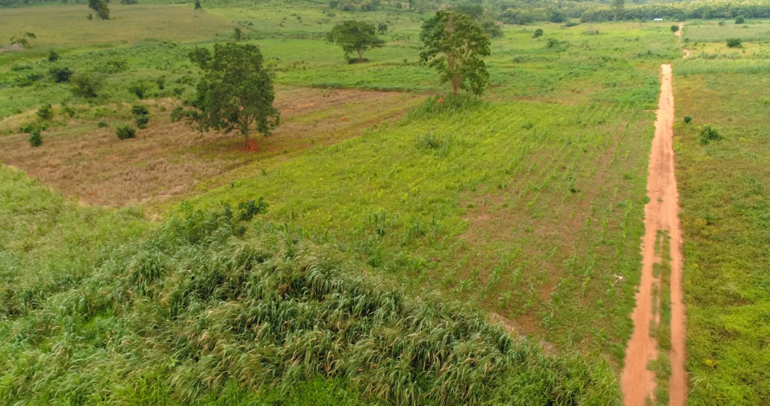 Kwamoso State Farms, Not Stool Land - Nkosuohene Reveals