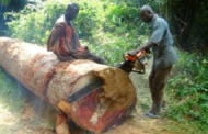 Ahafo Region: NPP Organiser Hopeful Debunks Allegations Of Goaso Paramount Chief Over Illegal Logging