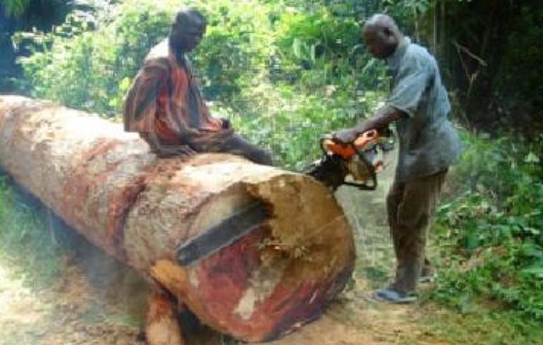 Ahafo Region: NPP Organiser Hopeful Debunks Allegations Of Goaso Paramount Chief Over Illegal Logging