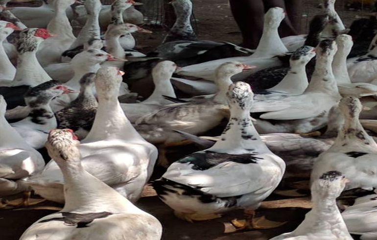 Investment Into Duck And Goose Production Likely To Boost Ghana's Economy