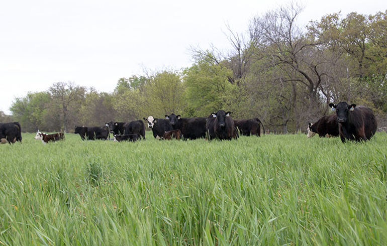 Bono East: Farmers Worried Over Cattle Invasion In Their Farms, calls for Immediate Intervention