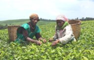 Rwandan Farmers Become Major Tea Factory Owners
