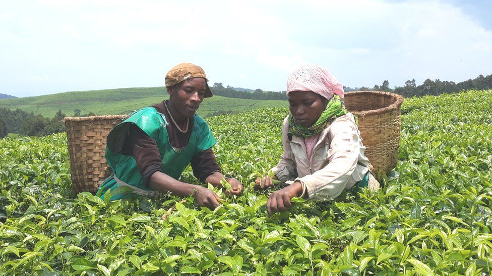 Rwandan Farmers Become Major Tea Factory Owners