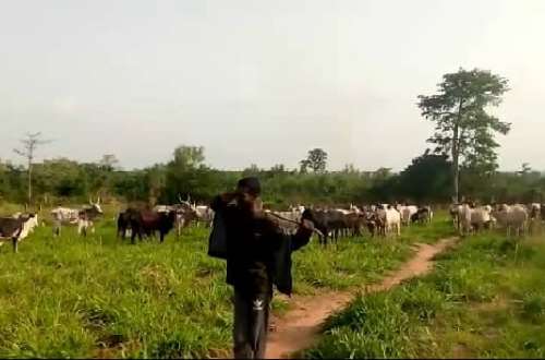 A/R: Farmers Threaten to Attack Fulani Herdsmen over Cattle Invasion on Their Farms