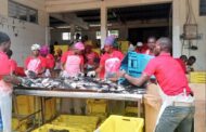 Akosombo: Largest Tilapia Farm in Ghana Faces Demolition, 700 to Lose Jobs