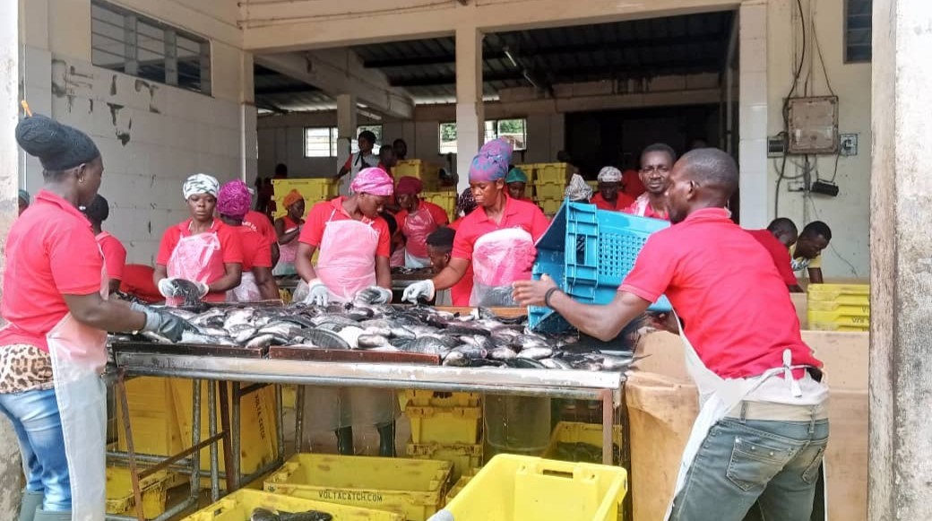 Akosombo: Largest Tilapia Farm in Ghana Faces Demolition, 700 to Lose Jobs