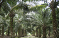 Farmer ,57, Testicles Push Out After Fallen From Palm Tree
