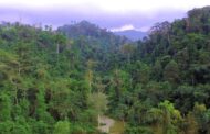 Sanctions for Forest-Related Offenses Must Be Reviewed to be Punitive - Tropenbos Ghana