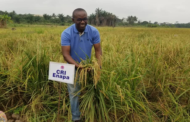 NSS, GAF, and CSIR-CRI to Begin Large Scale Rice Production
