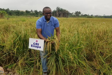 NSS, GAF, and CSIR-CRI to Begin Large Scale Rice Production