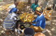Cashew Farmers Worried at Reverse in Producer Price from GHc6 to GHc5