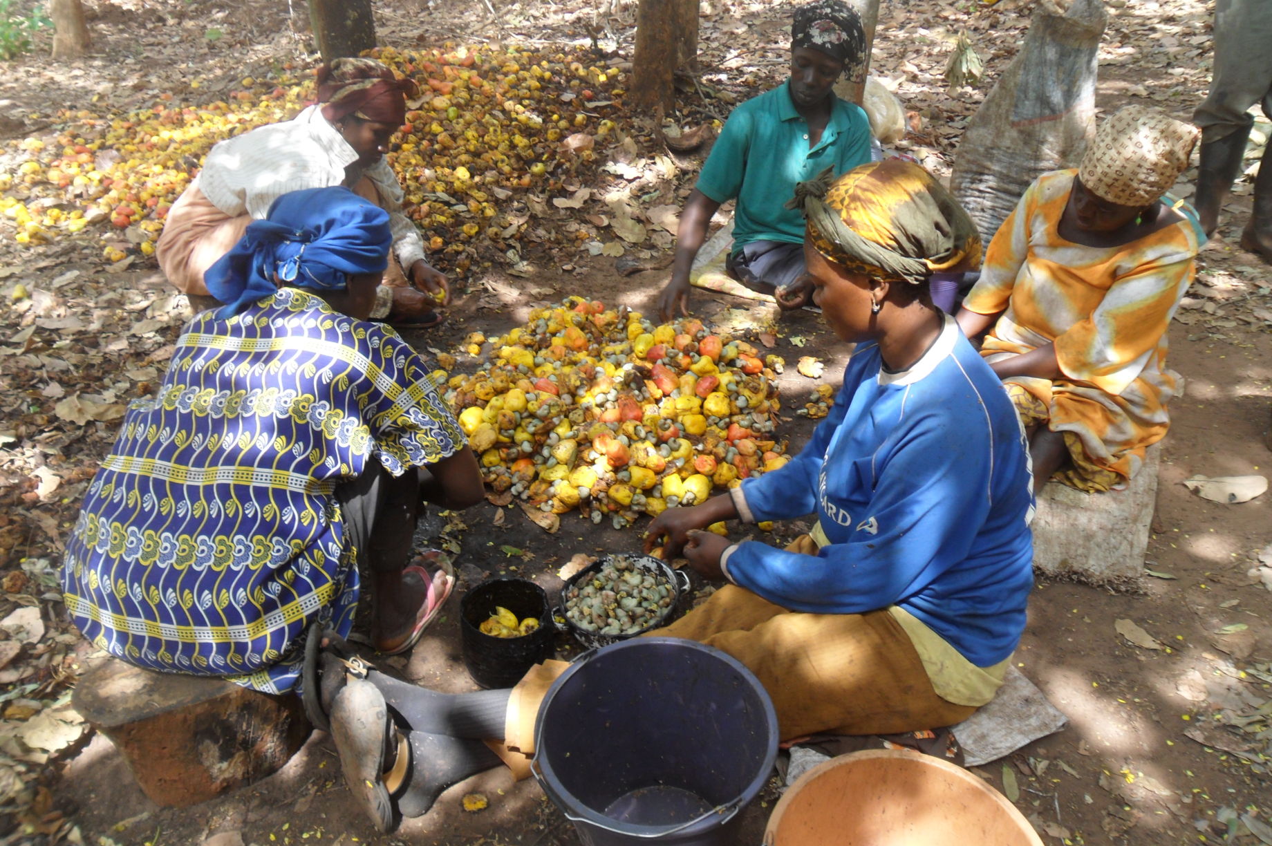 Cashew Farmers Worried at Reverse in Producer Price from GHc6 to GHc5