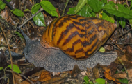 HEALTH FACTS: Know the Six Most Important Benefits Of Snail Consumption