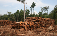 W/R: Wassa Amenfi Traditional Area Wages War On Illegal Lumbering